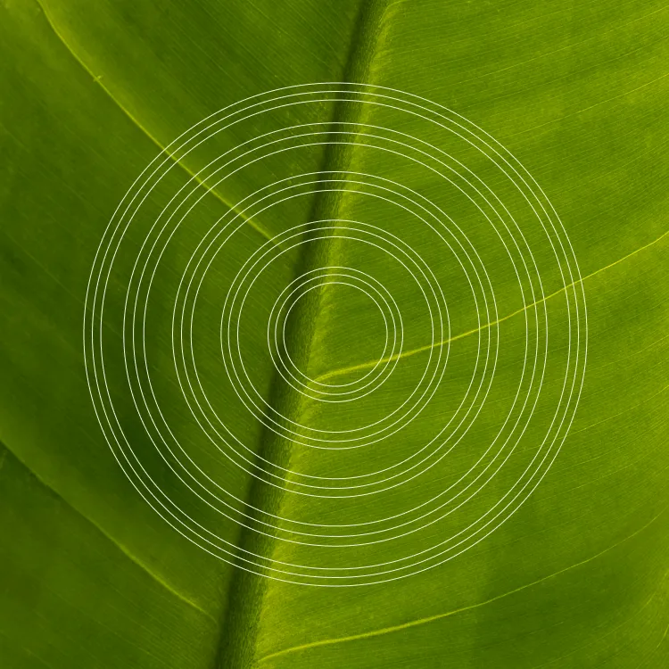Close-up of green leaf with veins, overlaid by concentric white circles from the center.
